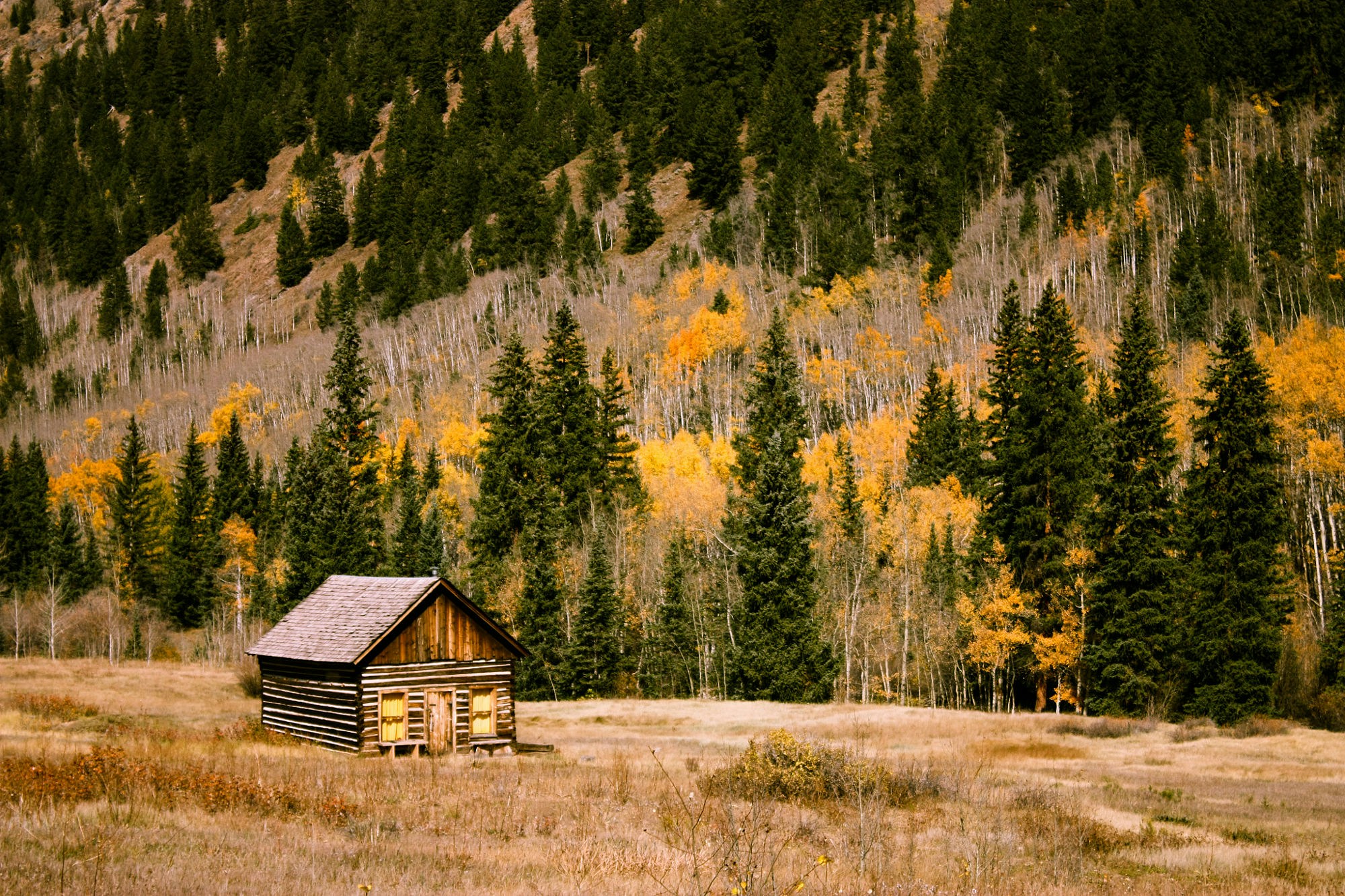 Cabin Surrounded by Fall Trees
